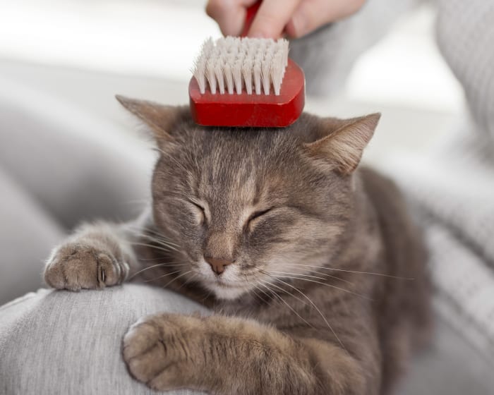 Allergies In Pets Cat Dog Allergy Testing In Fountain Valley