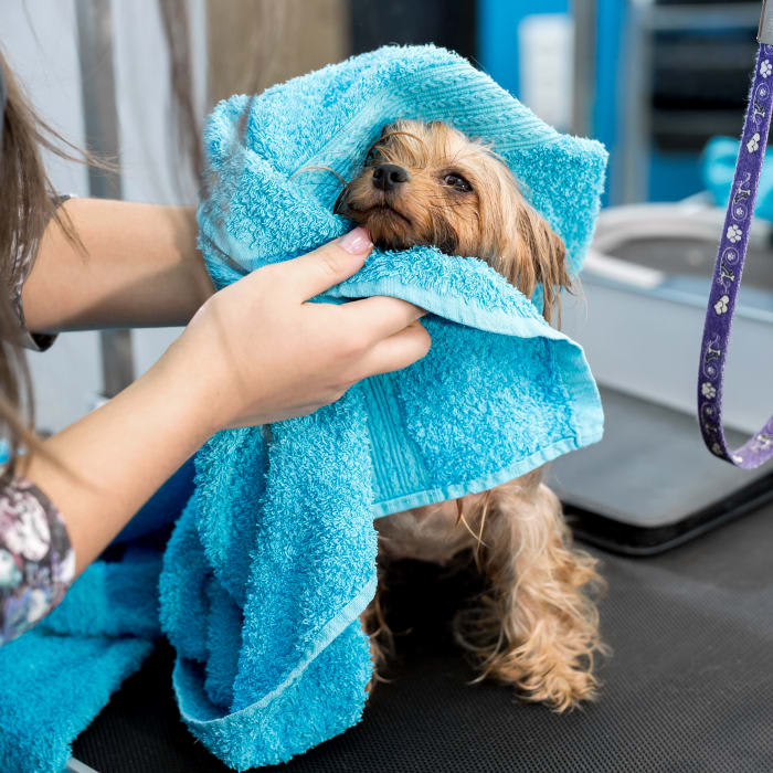 Bathing & Grooming, Fountain Valley Veterinarians